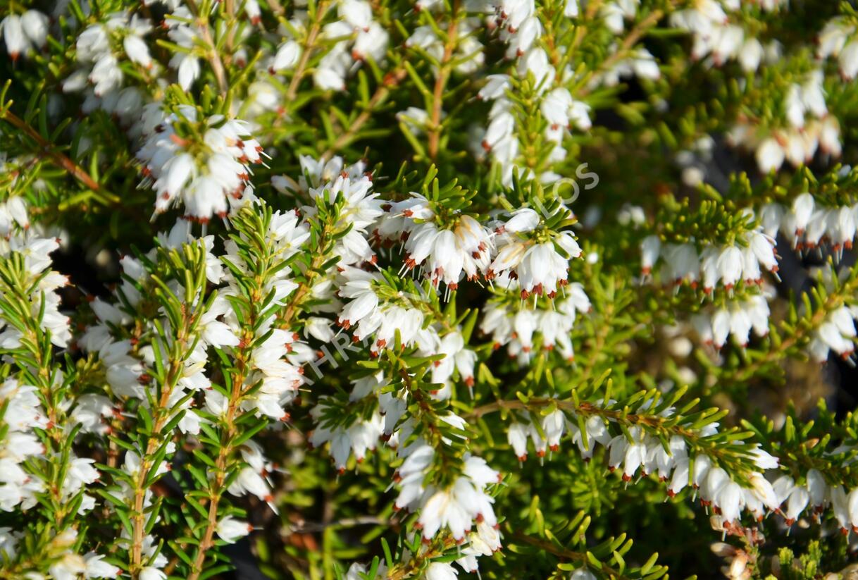 Vřesovec darlejský 'White Glow' - Erica darleyensis 'White Glow'