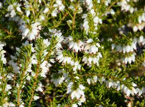 Vřesovec darlejský 'White Glow' - Erica darleyensis 'White Glow'