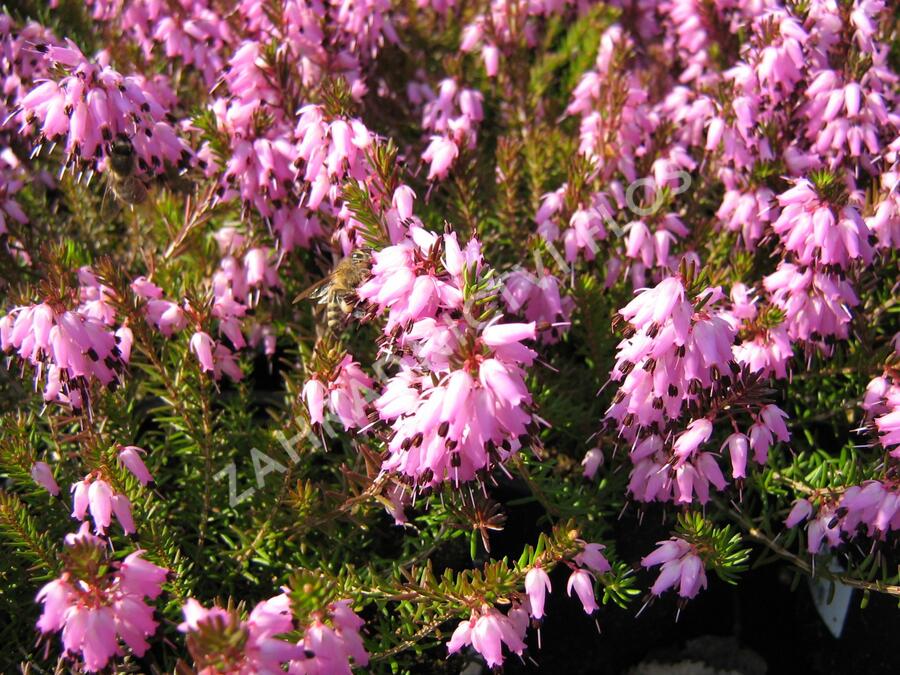 Vřesovec pleťový 'Whisky' - Erica carnea 'Whisky'