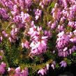 Vřesovec pleťový 'Whisky' - Erica carnea 'Whisky'