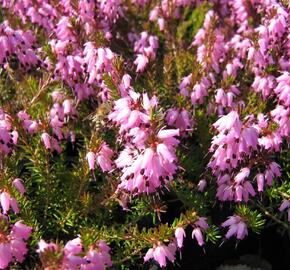 Vřesovec pleťový 'Whisky'