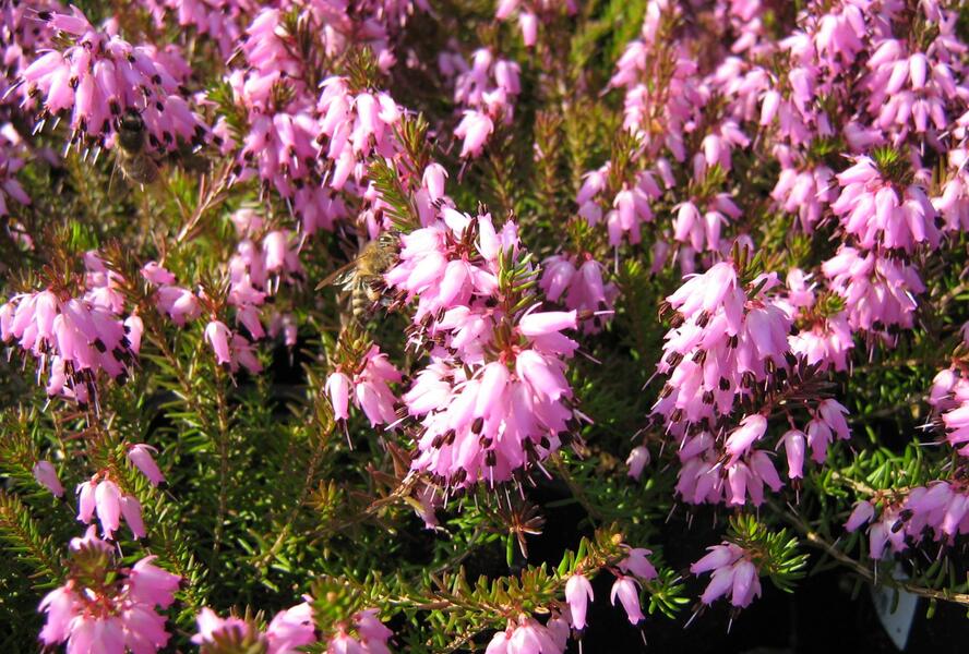 Vřesovec pleťový 'Whisky' - Erica carnea 'Whisky'