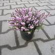 Vřesovec pleťový 'Pirbright Rose' - Erica carnea 'Pirbright Rose'