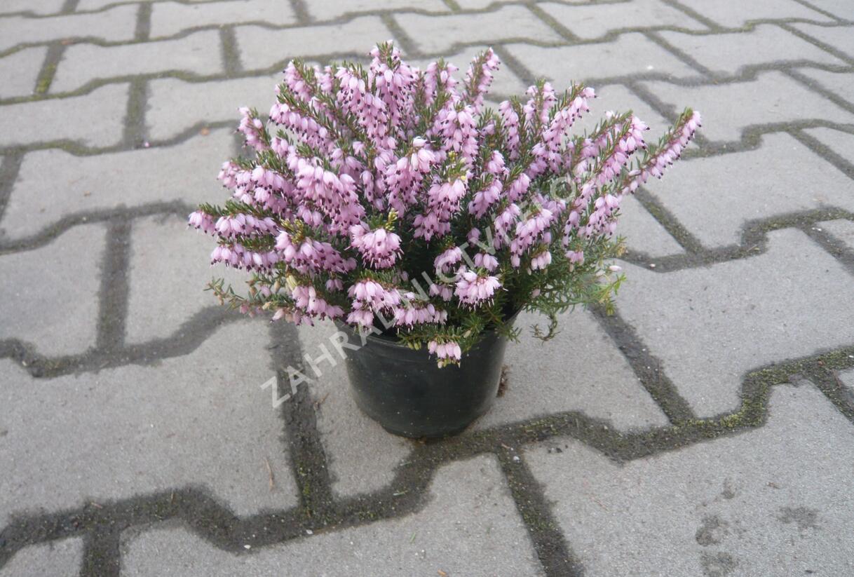 Vřesovec pleťový 'Pirbright Rose' - Erica carnea 'Pirbright Rose'