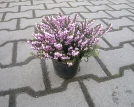 Vřesovec pleťový 'Pirbright Rose'