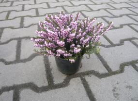 Vřesovec pleťový 'Pirbright Rose' - Erica carnea 'Pirbright Rose'