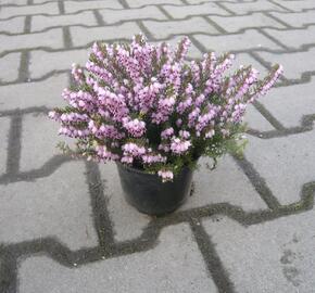 Vřesovec pleťový 'Pirbright Rose'