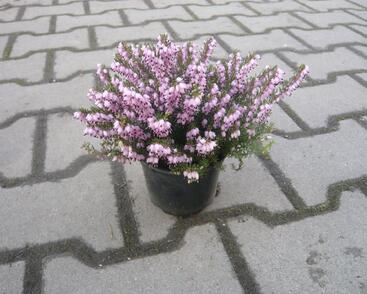 Vřesovec pleťový 'Pirbright Rose'