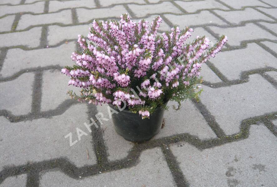 Vřesovec pleťový 'Pirbright Rose' - Erica carnea 'Pirbright Rose'