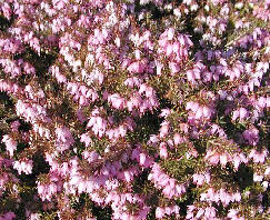 Vřesovec pleťový 'Pirbright Rose' - Erica carnea 'Pirbright Rose'