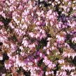 Vřesovec pleťový 'Pirbright Rose' - Erica carnea 'Pirbright Rose'