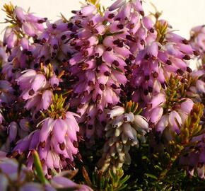 Vřesovec pleťový 'Aurea'