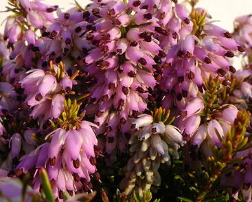 Vřesovec pleťový 'Aurea'