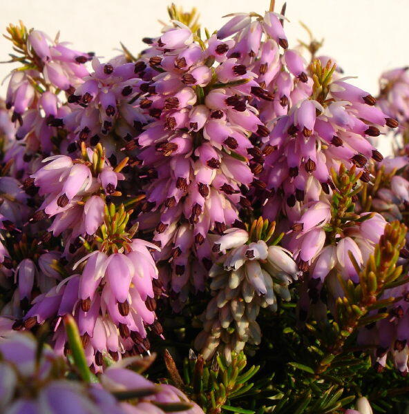 Vřesovec pleťový 'Aurea' - Erica carnea 'Aurea'