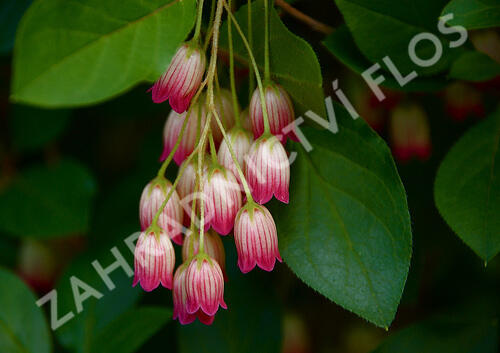 Zvonkovec, datyně zvonkovitá 'Red Bells' - Enkianthus campanulatus 'Red Bells'
