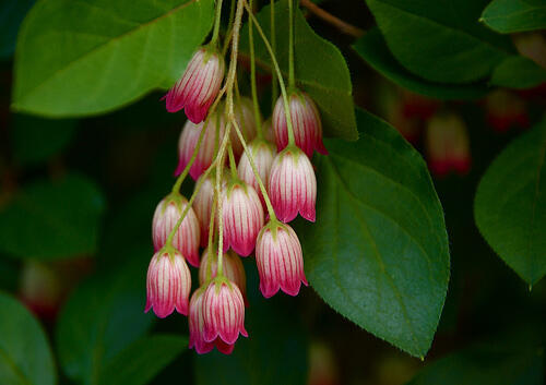 Zvonkovec, datyně zvonkovitá 'Red Bells' - Enkianthus campanulatus 'Red Bells'