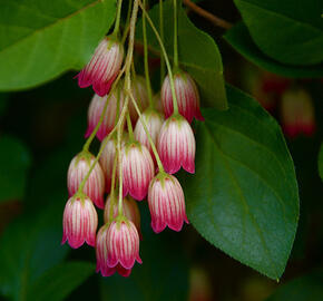 Zvonkovec, datyně zvonkovitá 'Red Bells'