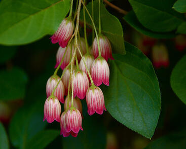 Zvonkovec, datyně zvonkovitá 'Red Bells'