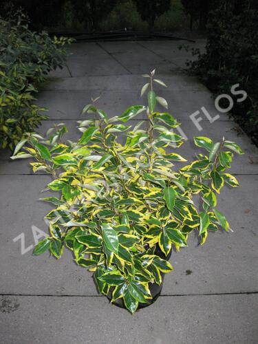 Hlošina Ebbingeova 'Gilt Edge' - Elaeagnus x ebbingei 'Gilt Edge'