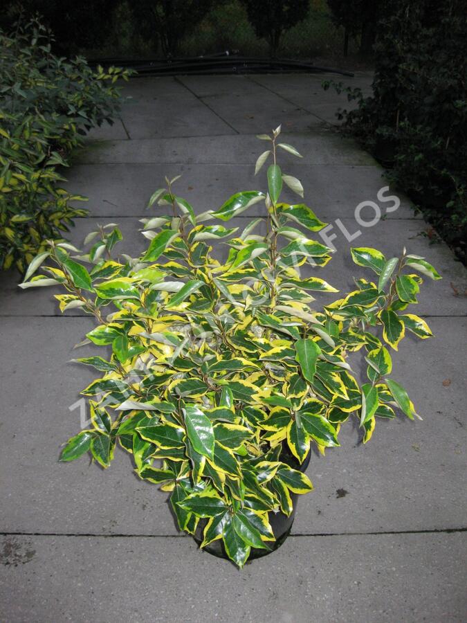 Hlošina Ebbingeova 'Gilt Edge' - Elaeagnus x ebbingei 'Gilt Edge'