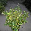 Hlošina Ebbingeova 'Gilt Edge' - Elaeagnus x ebbingei 'Gilt Edge'