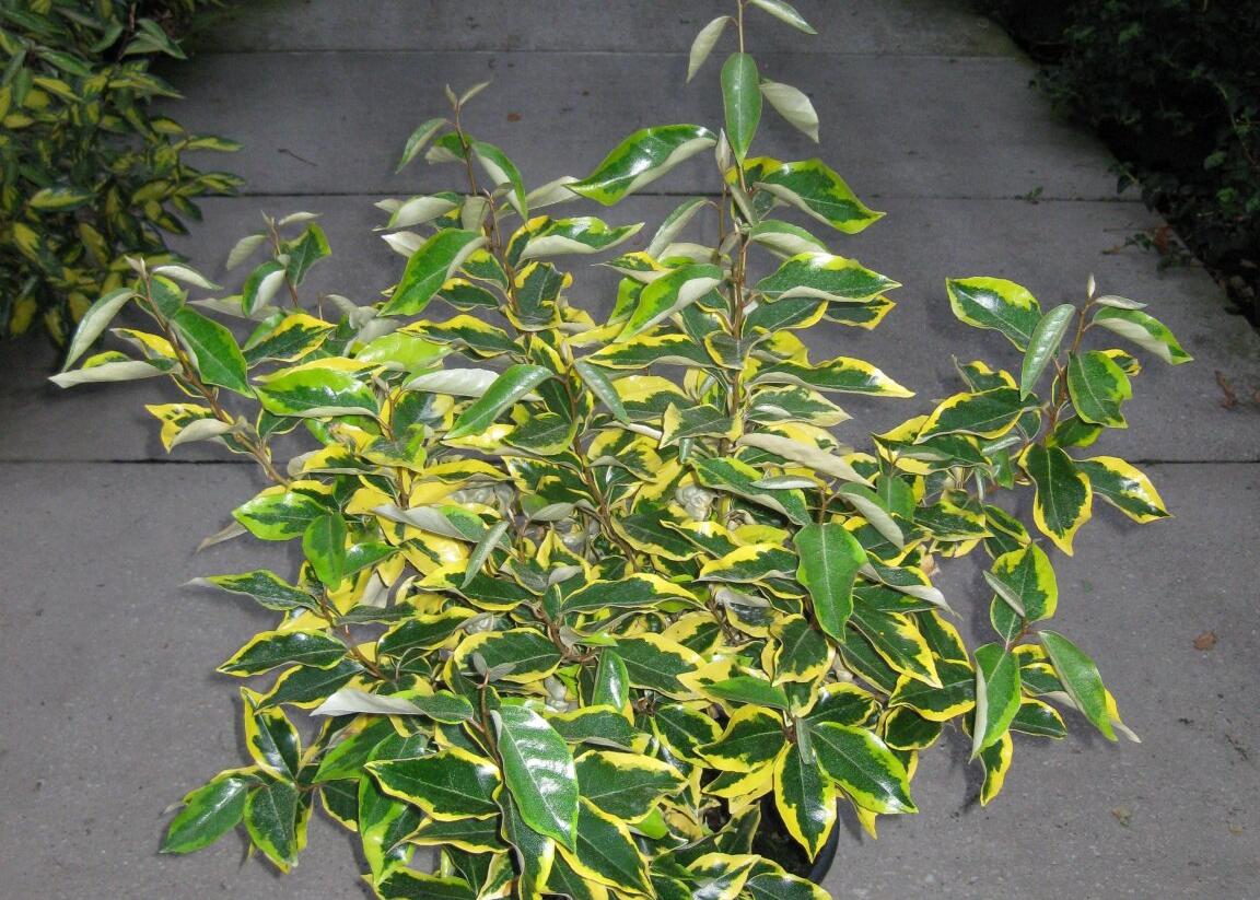Hlošina Ebbingeova 'Gilt Edge' - Elaeagnus x ebbingei 'Gilt Edge'