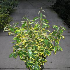 Hlošina Ebbingeova 'Gilt Edge' - Elaeagnus x ebbingei 'Gilt Edge'