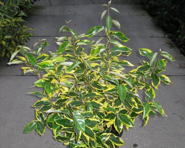 Hlošina Ebbingeova 'Gilt Edge'