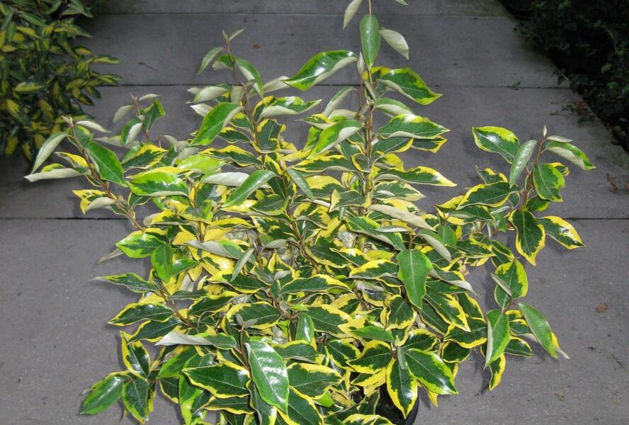 Hlošina Ebbingeova 'Gilt Edge' - Elaeagnus x ebbingei 'Gilt Edge'