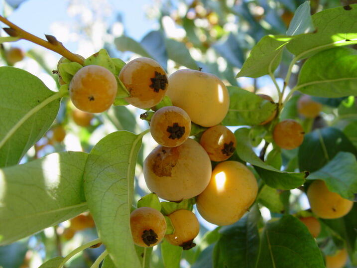 Tomel obecný - Diospyros lotus