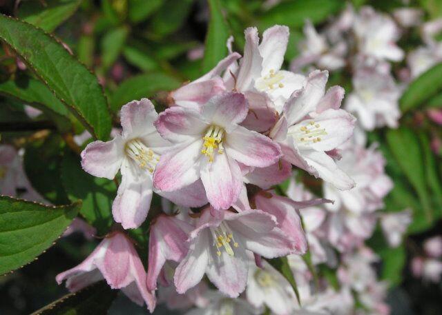 Trojpuk mamotokvětý - Deutzia kalmiiflora