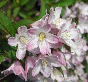 Trojpuk mamotokvětý