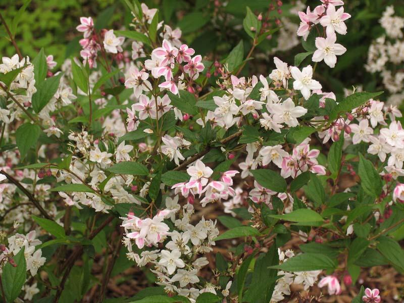 Trojpuk mamotokvětý - Deutzia kalmiiflora