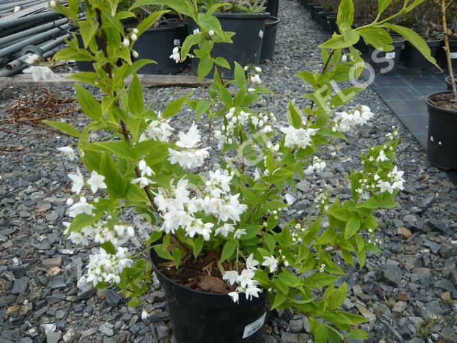 Trojpuk něžný 'Variegata' - Deutzia gracilis 'Variegata'