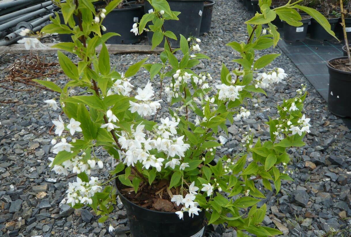 Trojpuk něžný 'Variegata' - Deutzia gracilis 'Variegata'