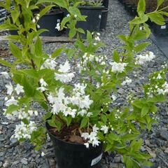 Trojpuk něžný 'Variegata' - Deutzia gracilis 'Variegata'