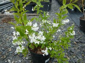 Trojpuk něžný 'Variegata' - Deutzia gracilis 'Variegata'