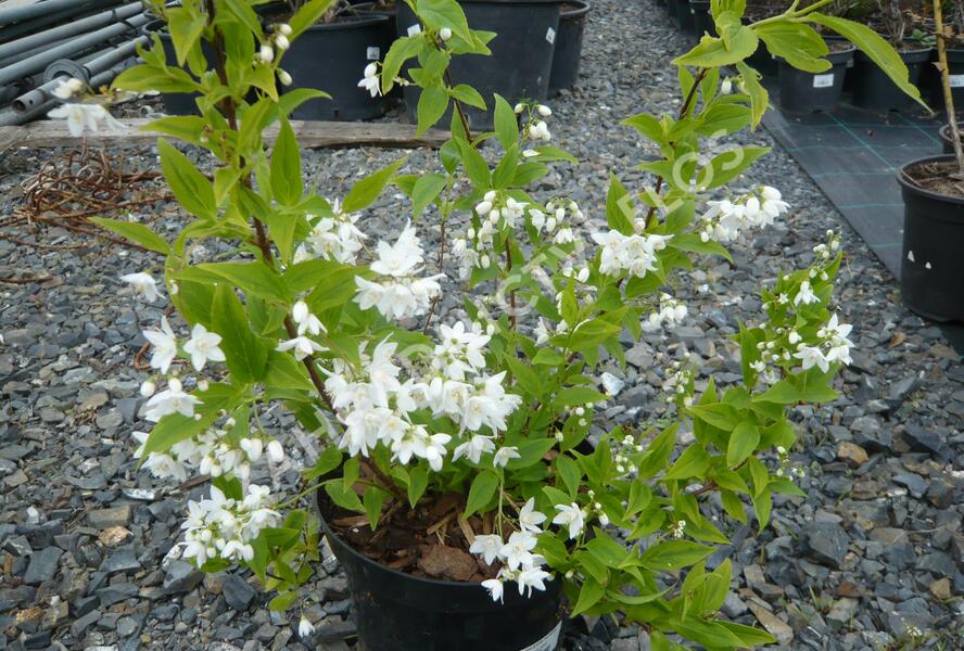 Trojpuk něžný 'Variegata' - Deutzia gracilis 'Variegata'