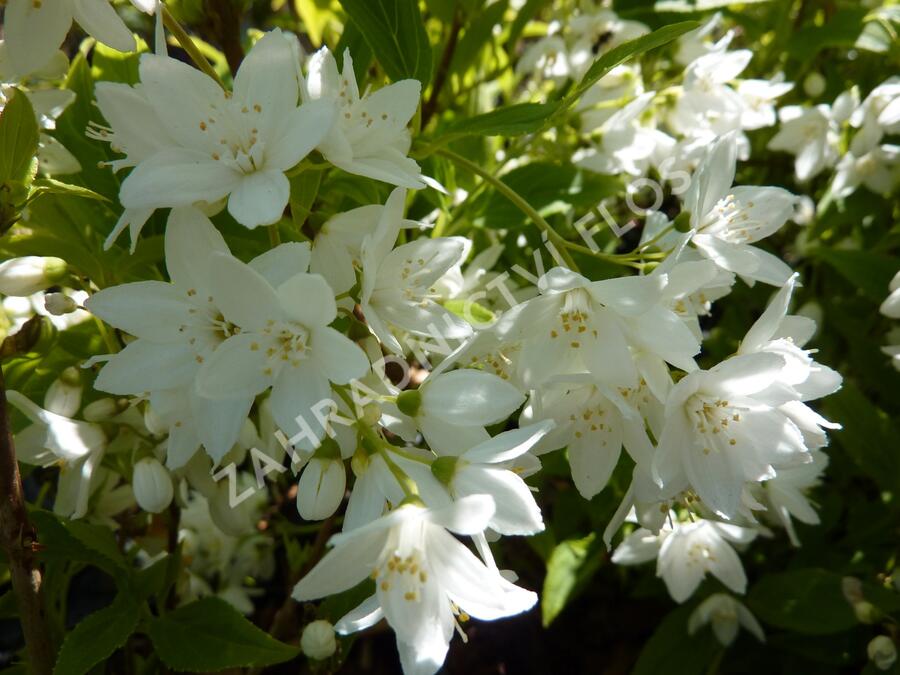 Trojpuk něžný 'Variegata' - Deutzia gracilis 'Variegata'