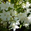 Trojpuk něžný 'Variegata' - Deutzia gracilis 'Variegata'