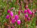 Dabécie kantabrijská, Irský vřes 'Atropurpurea'