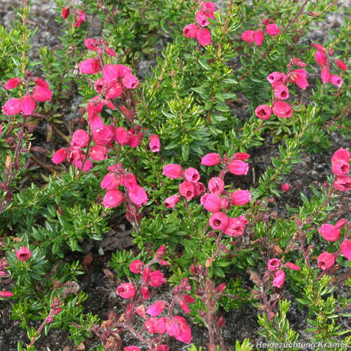 Dabécie kantabrijská, Irský vřes 'Arielle' - Daboecia cantabrica 'Arielle'