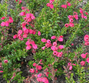 Dabécie kantabrijská, Irský vřes 'Arielle'