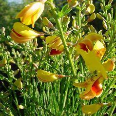 Janovec metlatý 'Vanesse' - Cytisus scoparius 'Vanesse'