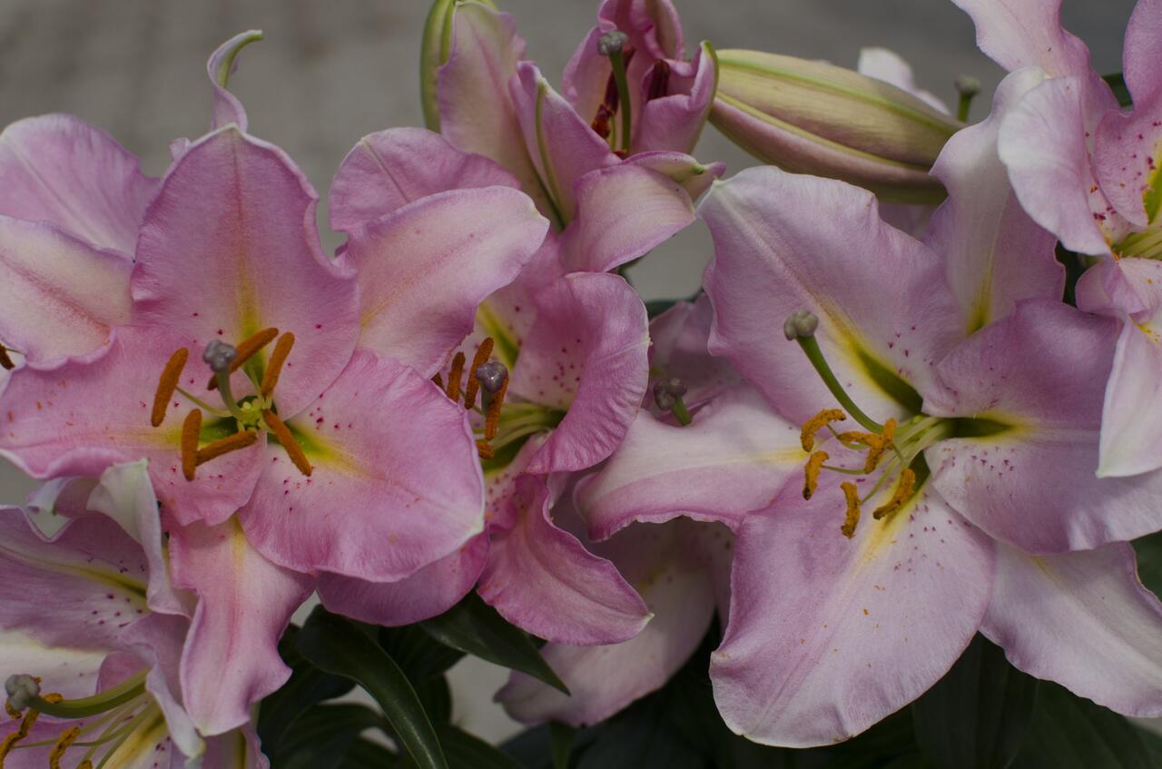 Bulbi Di Giglio Orientale Rosa (Lilium) - Confezione Da 2 - Fioritura Estiva, Profumati, Alti 90cm - Calibro 16/18