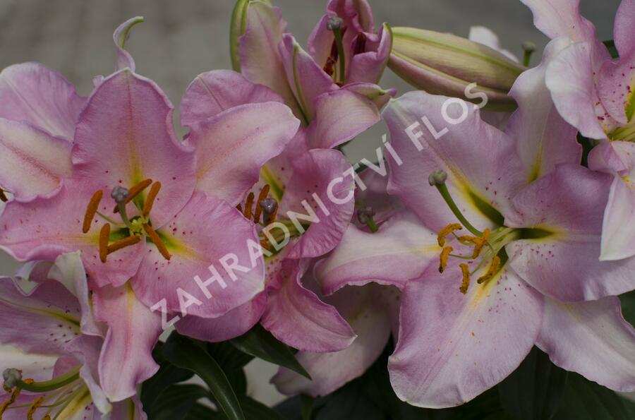 Lilie 'Oriental Pink' - Lilium 'Oriental Pink'