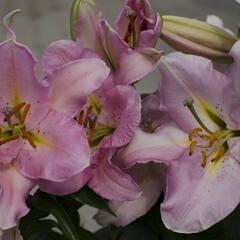 Lilie 'Oriental Pink' - Lilium 'Oriental Pink'