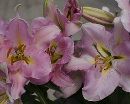 Lilie 'Oriental Pink'