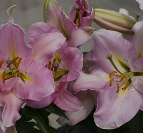 Lilie 'Oriental Pink' - Lilium 'Oriental Pink'