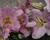 Lilie 'Oriental Pink'